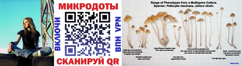 Галлюциногенные грибы Psilocybine cubensis  Мензелинск 